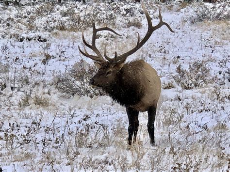 Elk At Rocky Mountain National Park Rocky Mountain National Park