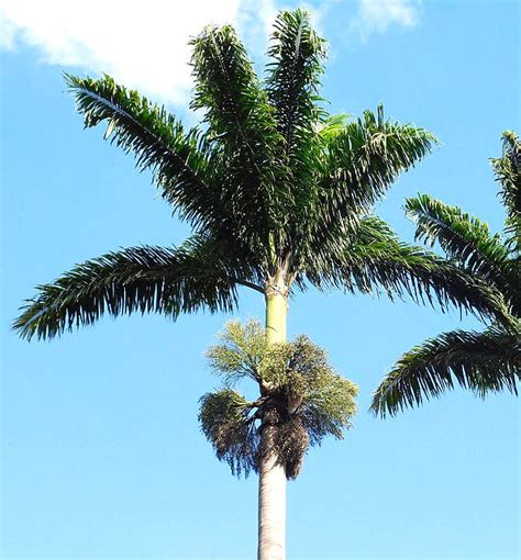 How To Grow The Royal Palm Tree Roystonea Regia