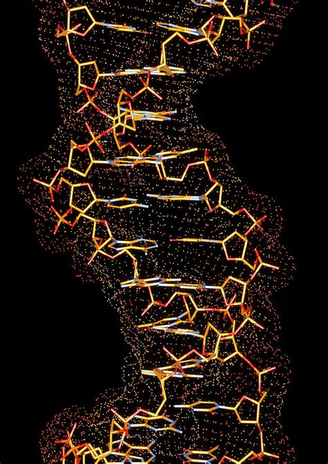 Artwork Of Dna Photograph By Alfred Pasiekascience Photo Library