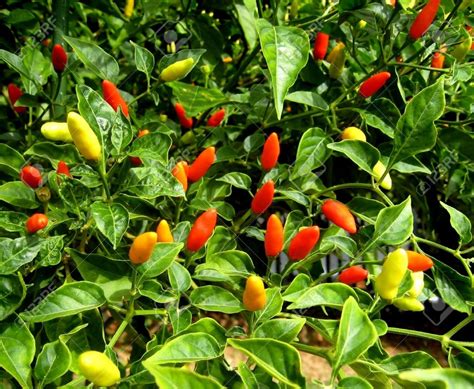 Hawaiian Chili Pepper Seeds Capsicum Fruitescens 25 Seeds Etsy