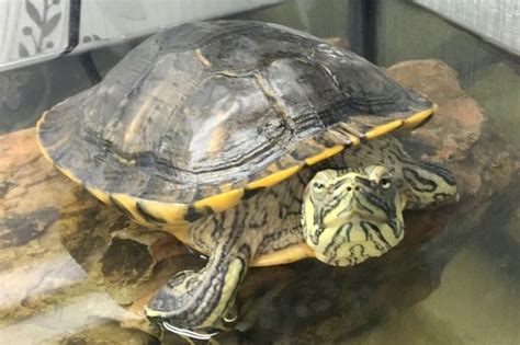 Football Obsessed Terry The Terrapin Is The Latest Entry In Our Prize