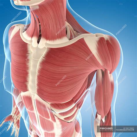 Chest Muscles Anatomy Shoulder Muscles And Chest Human Anatomy Images