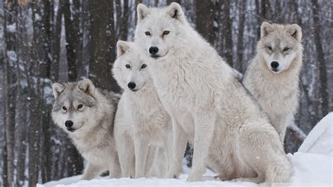 White Wolves Pack 1920 X 1080 Wallpapers