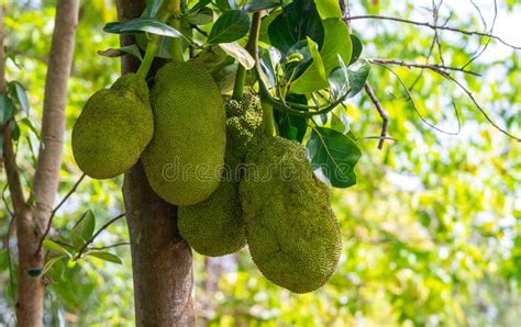 Jackfruit Jakfruit Scientific Name Artocarpus Heterophyllus Lam The
