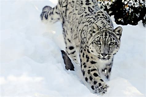 How Snow Leopards Were Brought Back From The Brink In Afghanistan