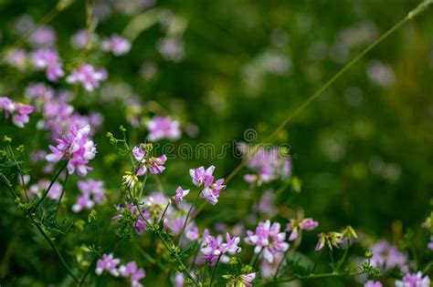 Securigera Varia Flower Growing In Forest Close Up Stock Photo Image