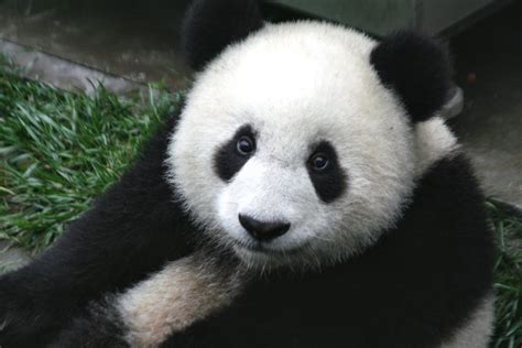 Fichierpanda Cub From Wolong Sichuan China — Wikipédia
