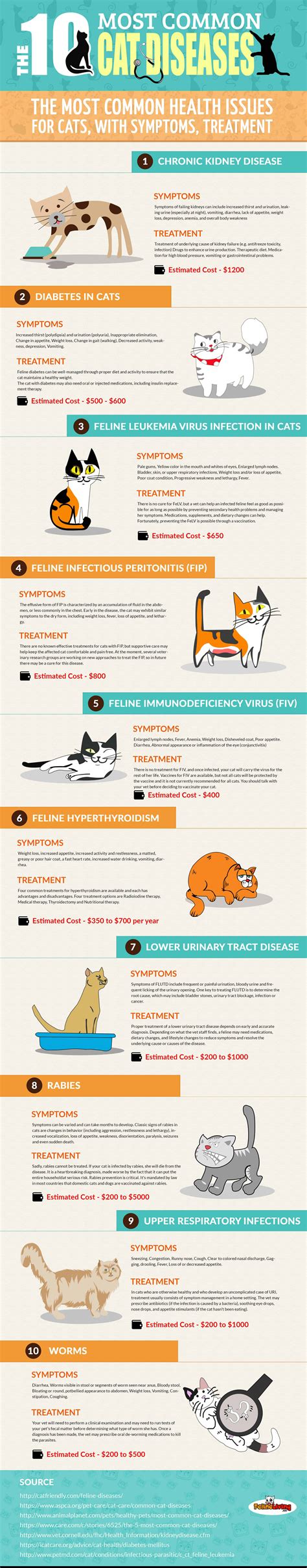 Cat Lovers Guide To Common Feline Diseases Infographic