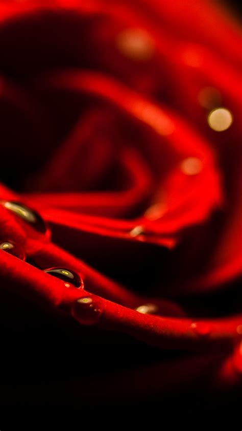 Black And Red Rose Wallpaper 63 Images