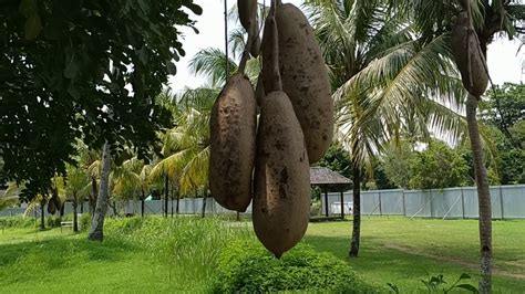 Kigelia Africana Sausage Tree Fruit At Borobudur In Java Youtube