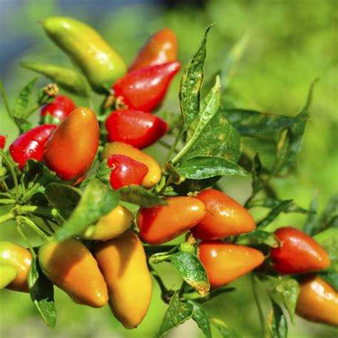 Red Fresno Chili Peppers Crystal Valley Foods Growing Importing