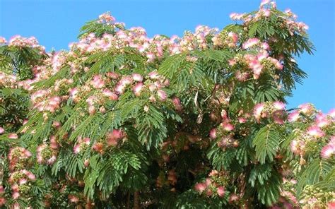 The Mimosa Tree Only Requires A Low Level Of Care And Features Pretty