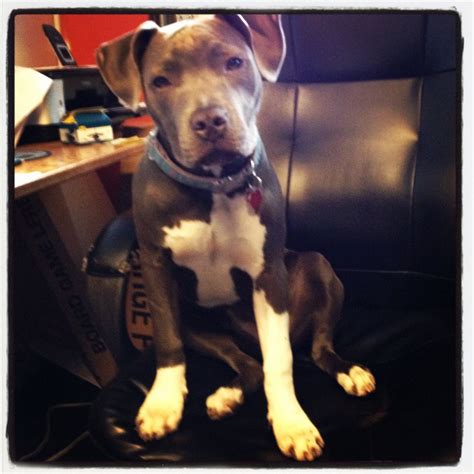 6 Month Pitbull Puppy