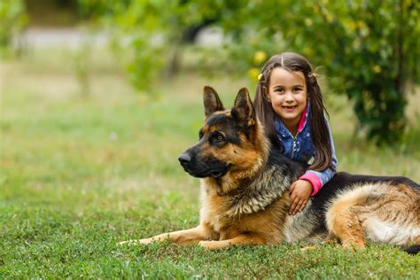 Are German Shepherds Good With Kids What Parents Need To Know