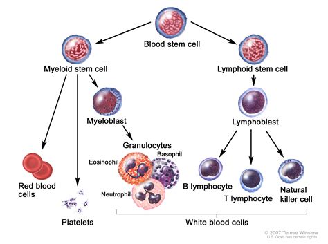 Chronic Myeloid Leukemiachronic Myelogenous Leukemia Cml Stepwards