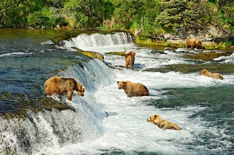 Katmai National Parks Bear Cam Is Out Of Hibernation Condé Nast Traveler