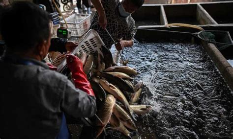 What Is A Wet Market Global Development The Guardian