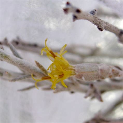 Using Genetics To Rescue A Rare Desert Shrub My Chicago Botanic Garden