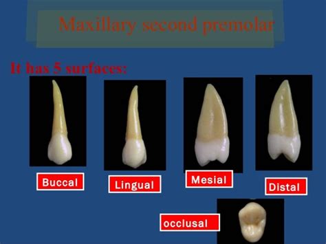 Upper Second Premolar