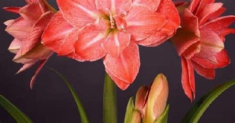 Bulbi Hippeastrum Amaryllis Flamingo Amadeus 1 Bucată