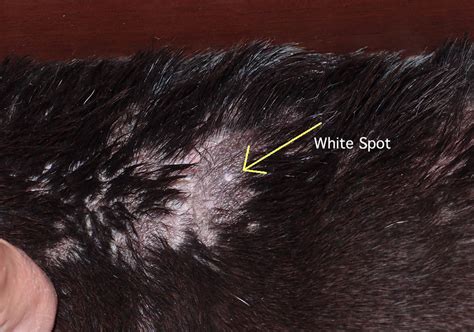 Diagnose Mange In Pitbull Terrier Rescue Dog Bald Spots