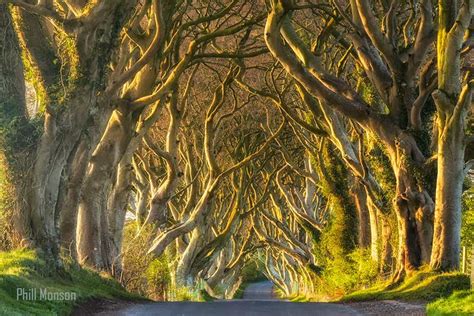 The Dark Hedges The Most Photographed Natural Phenomena In Ireland