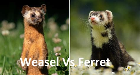 Weasel Vs Ferret Characteristics Habitat Care Behaviors And More