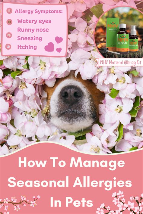Nhv Spring Series How To Manage Seasonal Allergies In Pets Seasonal