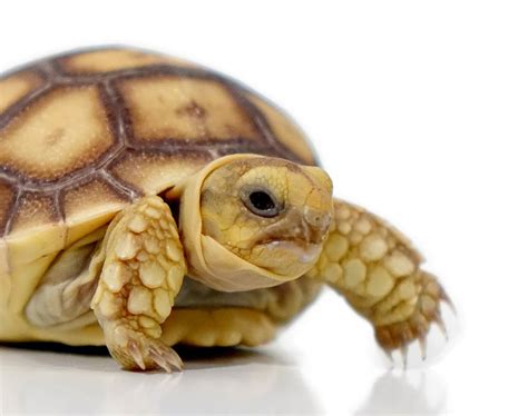 Baby Sulcata Tortoise Reptiles Evolution
