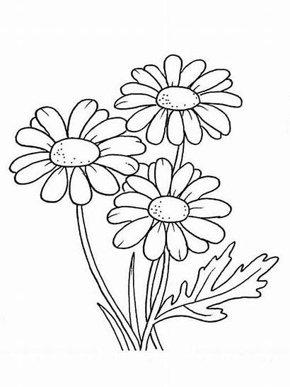 Coloring Pages Autumn Daisy Fall Flower Printable