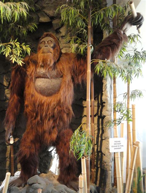 Il Gigantopithecus Si è Estinto Per Fame 100000 Anni Fa Focusit