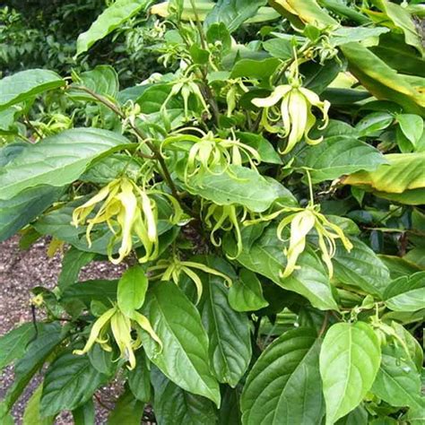 Vessel bunga kenanga is a crude oil tanker, registered in malaysia. Cara Budidaya Bunga Kenanga Beserta dengan Manfaatnya - PT ...