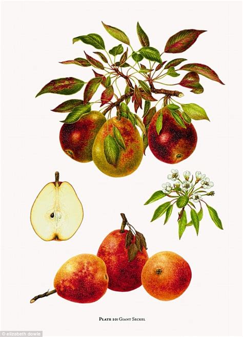 Rare Pears Make Perfect Presents A Gorgeous New Book Identifies 500