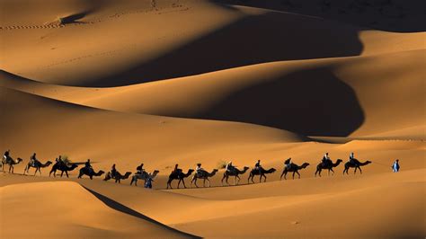 Desert Camel Wallpapers Wallpaper Cave