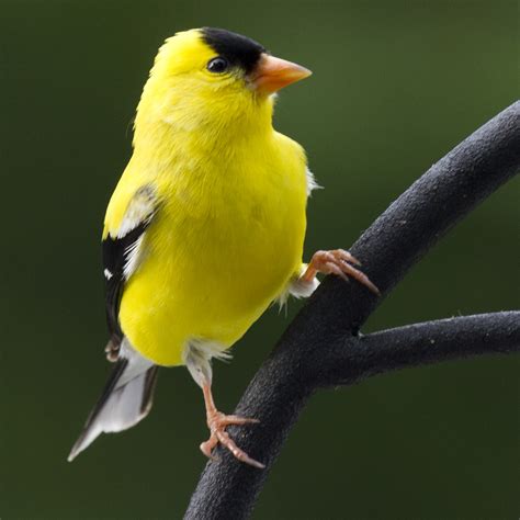American Goldfinch Jd Flickr