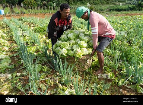 Two Filipino Farmers Lifting A Heavy Basket Of Lettuce They Have Just