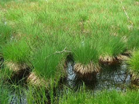 Free Images Marsh Swamp Lawn Meadow Prairie Flower Reed