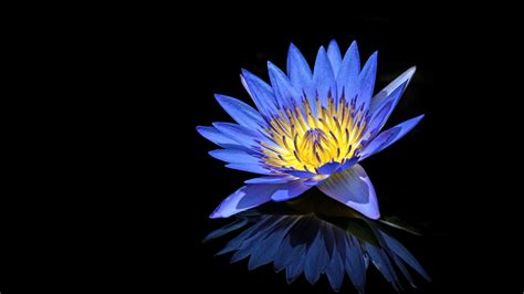 Blue Water Lily 4k 5k Wallpapers Hd Wallpapers Id 29548
