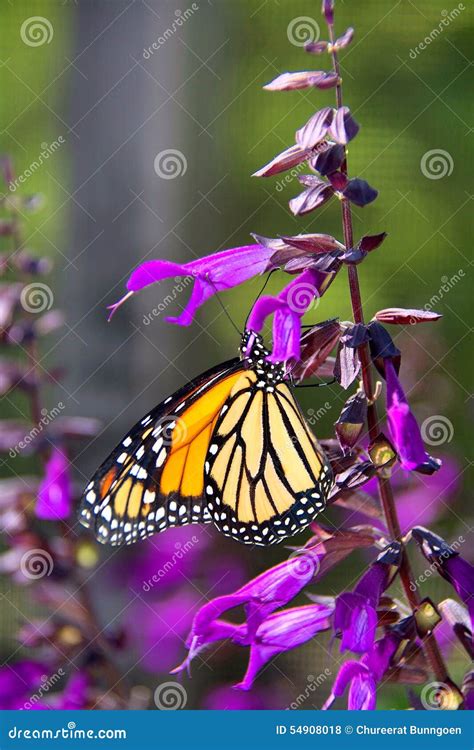 Monarch Butterfly Stock Photo Image Of Monarch Animals 54908018