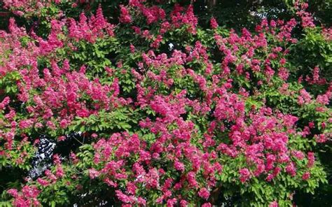 My credit card was used to make a purchase without my knowing all the way across the country. Guide to Crepe Myrtle Tree Care - Gardening Channel