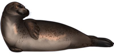 Seal PNG images png image