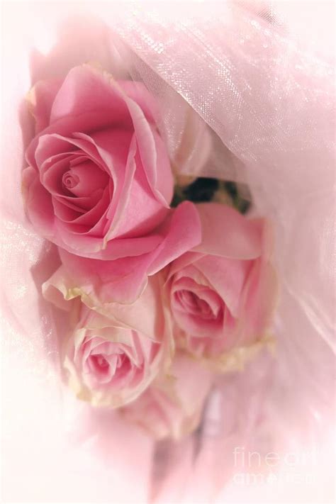 Soft Pink Roses 1 Photograph By Tara Shalton Fine Art America