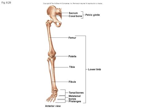 Chapter Bones Of The Lower Extremity Diagram Quizlet