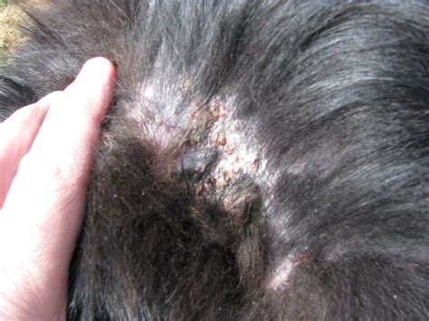 Skin cancers are fairly common in cats, but cutaneous lymphoma is quite uncommon. Hair Loss Causes For Cats https://www.hairlossmenwomen.com ...