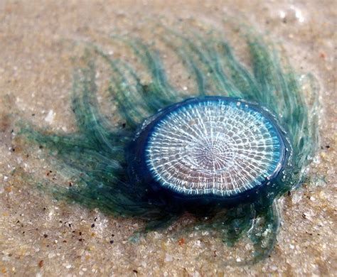What is it and why the heck does it. Blue Button Jellyfish