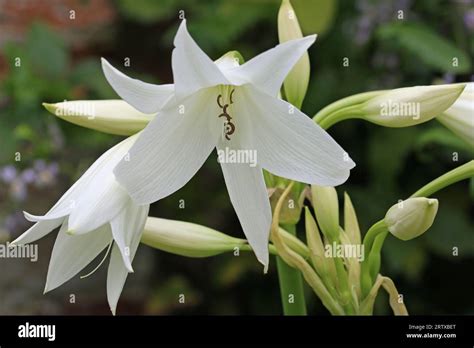 White Powell Hybrid Swamp Lily Crinum Powellii X Album Flower In