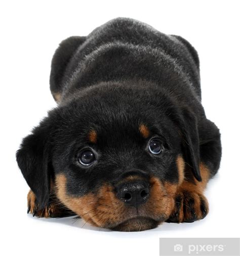 Oberstes ziel jedes züchters sollte es sein, gesunde, kräftige achtung: Aufkleber Kleines Rottweiler Welpen Hund legt sich ...