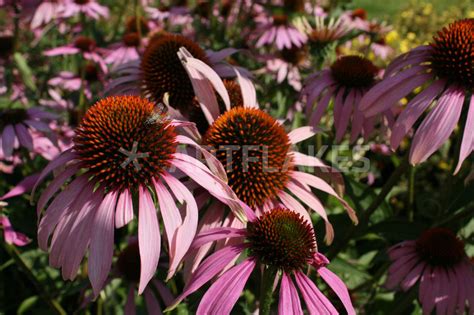 Echinacea Photography Art Prints And Posters By Farbart Artflakescom