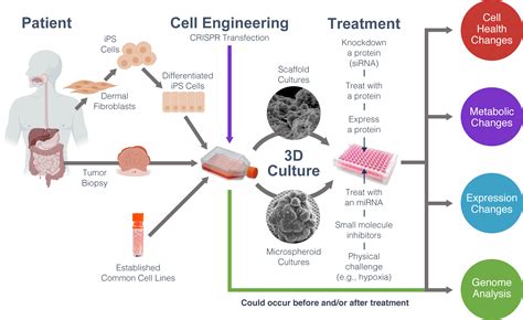 Introduction To 3d Cell Culture