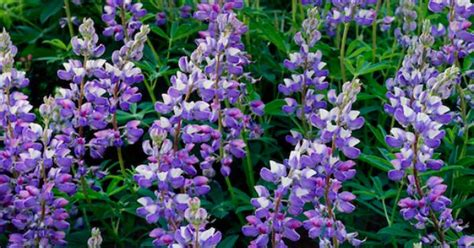 Aug 26, 2021 · native plants are those species that evolved naturally in a region without human intervention. Picture of Purple Lupines in Central Oregon's Canyon Creek ...